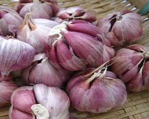 散瓣蒜,進(jìn)口葉面肥