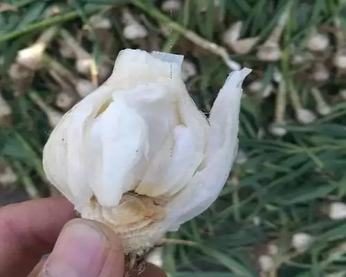 面包蒜,噴施葉面肥 面包蒜,噴施葉面肥