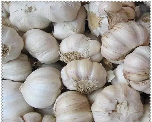 白皮蒜,果樹(shù)水溶肥