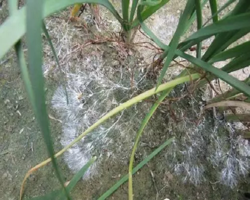 白絹病,大量元素水溶肥 白絹病,大量元素水溶肥