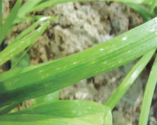 病毒病,草莓沖施肥 病毒病,草莓沖施肥