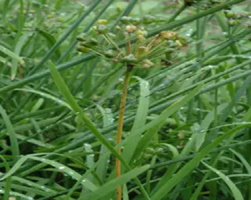 莖枯病,葉面肥噴施注意事項