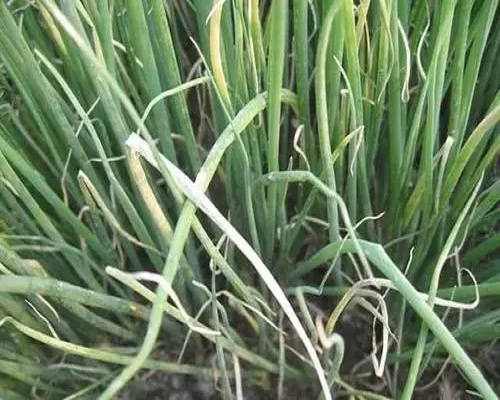 綿疫病,水溶肥生產(chǎn)廠家 綿疫病,水溶肥生產(chǎn)廠家