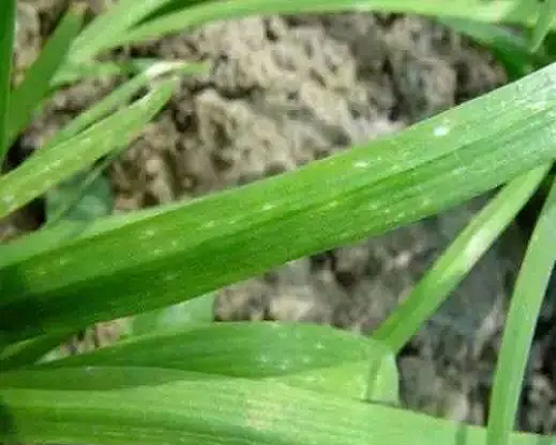 菱蔫病毒病,國產(chǎn)最好的水溶肥牌子 菱蔫病毒病,國產(chǎn)最好的水溶肥牌子