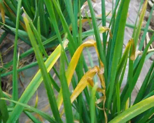 銹病,國(guó)內(nèi)水溶肥廠家排名