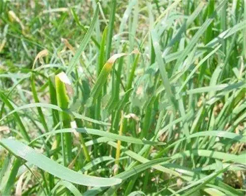 疫病,腐植酸水溶肥葉面肥