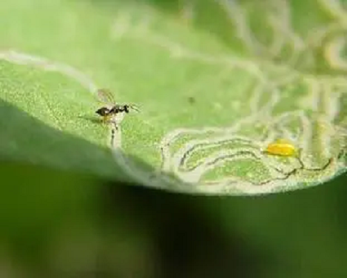 蔥斑潛蠅,氨基酸水溶肥價格 蔥斑潛蠅,氨基酸水溶肥價格
