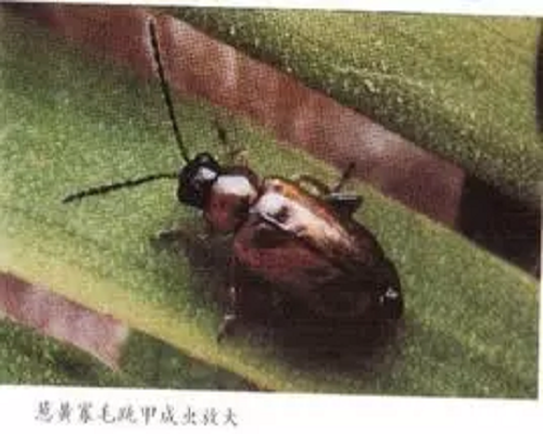 蔥黃寡毛跳甲,沖施肥價(jià)格 蔥黃寡毛跳甲,沖施肥價(jià)格