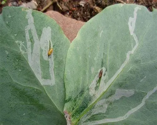 豌豆彩潛蠅,磷酸二氫鉀葉面肥 豌豆彩潛蠅,磷酸二氫鉀葉面肥
