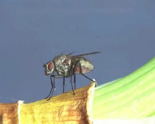 種蠅,腐殖酸水溶肥 種蠅,腐殖酸水溶肥