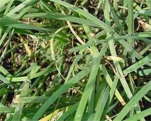 韭菜缺鐵,水溶肥批發(fā)