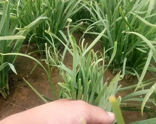 韭菜缺鐵,有機水溶肥 韭菜缺鐵,有機水溶肥