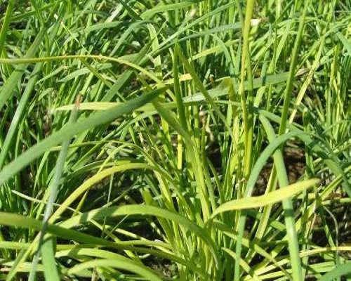 韭菜缺氮,蔬菜沖施肥 韭菜缺氮,蔬菜沖施肥
