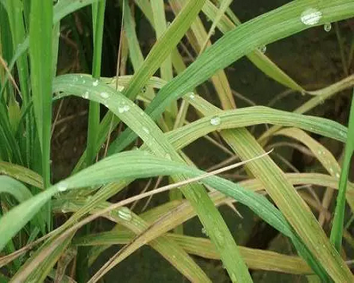 韭菜缺鋅,大量元素水溶肥 韭菜缺鋅,大量元素水溶肥