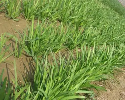 韭菜植株倒伏,大量元素水溶肥批發(fā)廠家
