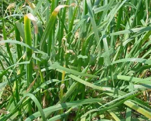 韭菜植株倒伏,黃腐酸鉀沖施肥配方 韭菜植株倒伏,黃腐酸鉀沖施肥配方