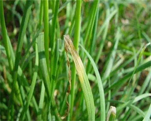 韭菜葉片干枯,含腐植酸水溶肥