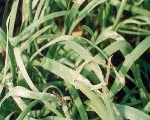 韭菜葉片干枯,品牌沖施肥 韭菜葉片干枯,品牌沖施肥