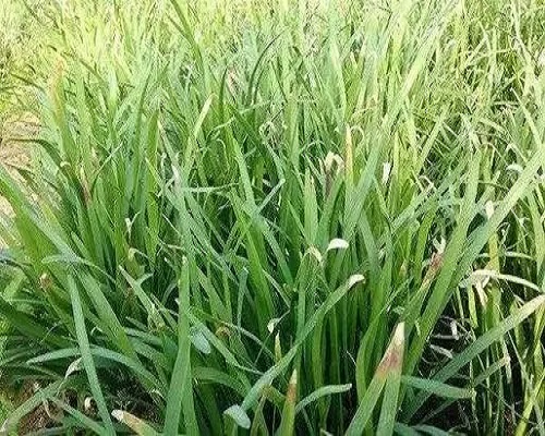 韭菜干尖,大量元素水溶肥廠家