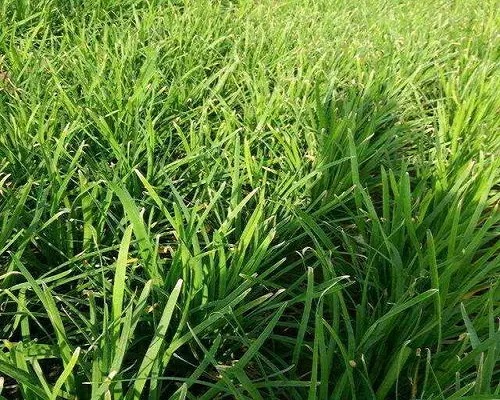 韭菜干尖,蔬菜沖施肥 韭菜干尖,蔬菜沖施肥