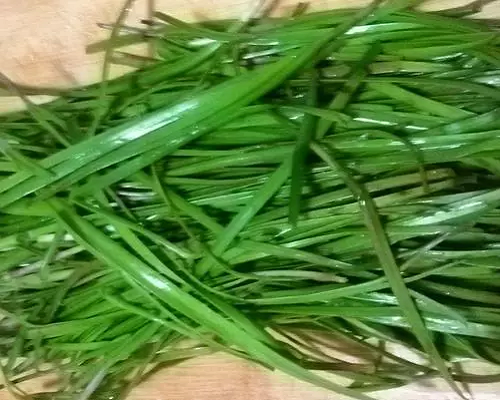 韭菜爛葉,葉面肥有哪些 韭菜爛葉,葉面肥有哪些