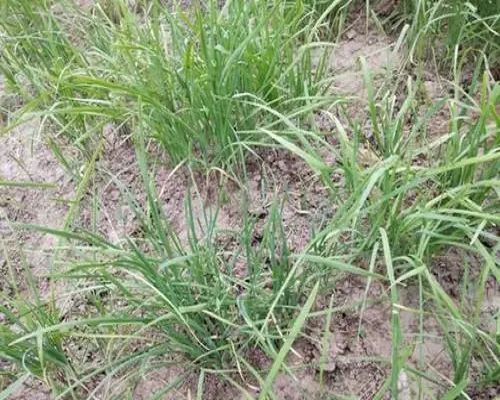 韭菜死棵,水溶肥品牌