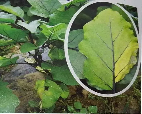 黃萎病,水溶肥的價格