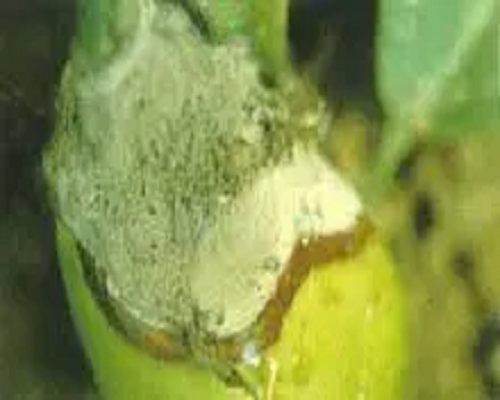 煤污病,有機(jī)水溶肥廠家