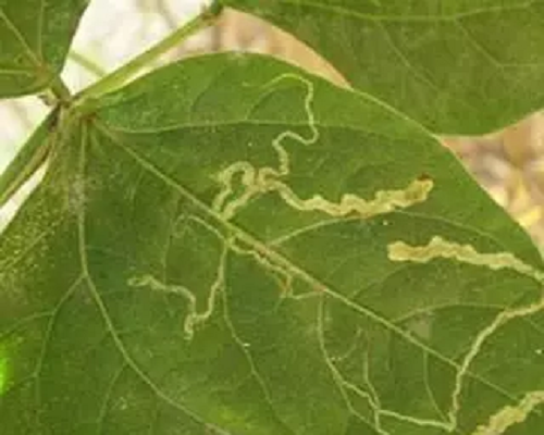 美洲斑潛蠅,水溶肥生產(chǎn)廠家 美洲斑潛蠅,水溶肥生產(chǎn)廠家