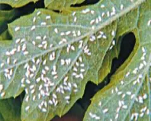溫室白粉虱,大量元素水溶肥沖施肥 溫室白粉虱,大量元素水溶肥沖施肥