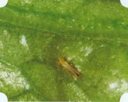 西花薊馬,水溶肥生產(chǎn)廠家 西花薊馬,水溶肥生產(chǎn)廠家
