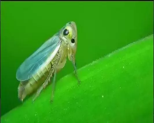 小綠葉蟬,葉面肥有哪些