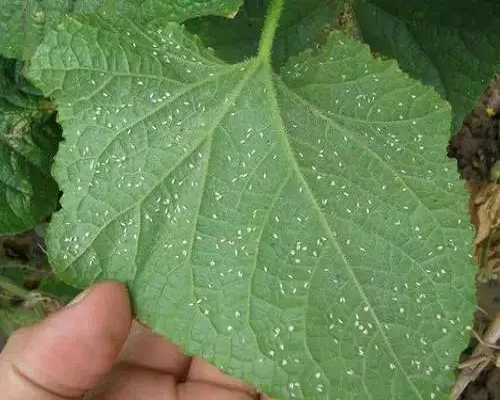 煙粉虱,水溶肥設(shè)備廠家排名