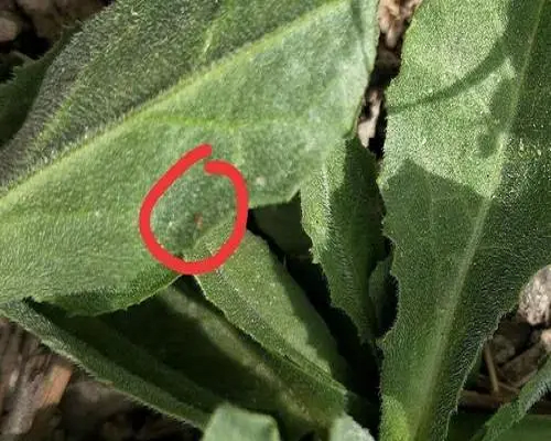煙薊馬,液體水溶肥方法