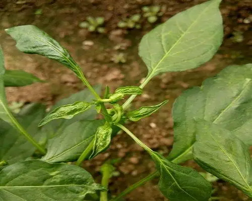 茄子多效唑藥害,水溶肥葉面肥 茄子多效唑藥害,水溶肥葉面肥