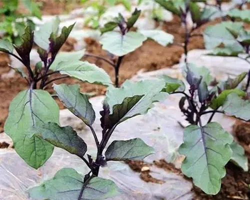 茄子多效唑藥害,中國十大名牌水溶肥