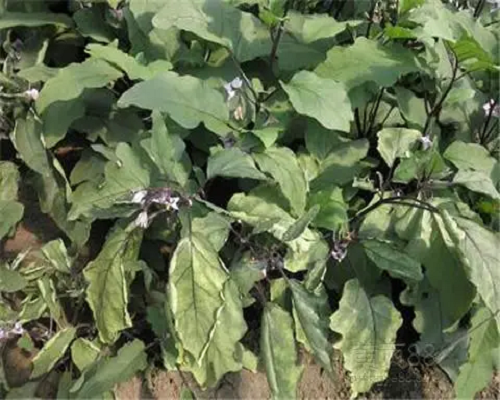 茄子葉燒,水溶肥廠家 茄子葉燒,水溶肥廠家