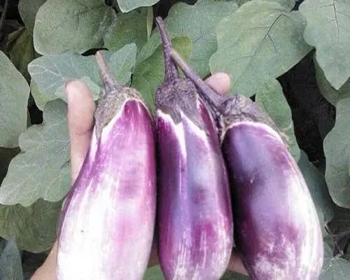 茄子著色不良,水溶肥品牌