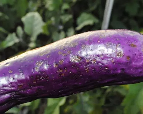 茄子果實(shí)頂部果肉下陷,氨基酸葉面肥