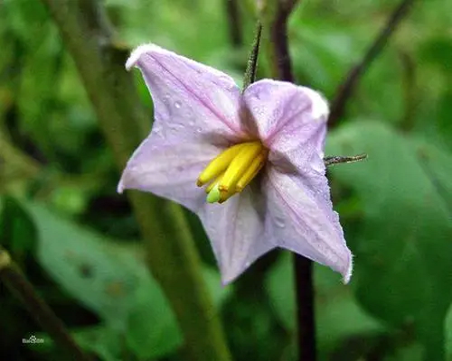 茄子花蕾不開放,河南水溶肥廠家