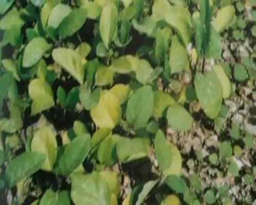 茄子缺硫,水溶肥廠家 茄子缺硫,水溶肥廠家