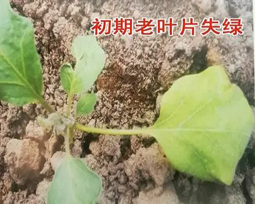 茄子缺氮,腐殖酸水溶肥 茄子缺氮,腐殖酸水溶肥