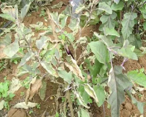 茄子缺氮,腐植酸水溶肥生產(chǎn)廠家 茄子缺氮,腐植酸水溶肥生產(chǎn)廠家