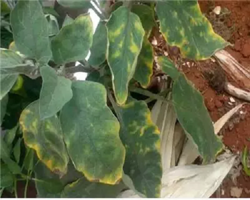 茄子缺鎂,有機(jī)水溶肥生產(chǎn)廠家 茄子缺鎂,有機(jī)水溶肥生產(chǎn)廠家