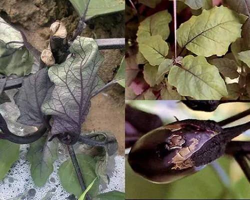 茄子缺硼,果樹(shù)水溶肥