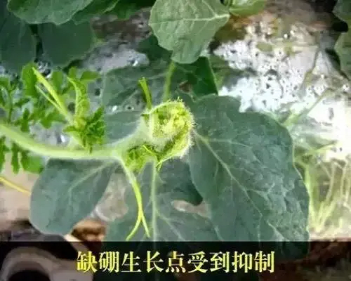 茄子缺硼,水溶肥生產(chǎn)廠家 茄子缺硼,水溶肥生產(chǎn)廠家