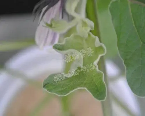茄子缺鋅,國(guó)產(chǎn)最好的水溶肥牌子 茄子缺鋅,國(guó)產(chǎn)最好的水溶肥牌子