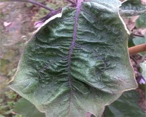 茄子缺鉬,河南水溶肥生產(chǎn)廠家 茄子缺鉬,河南水溶肥生產(chǎn)廠家