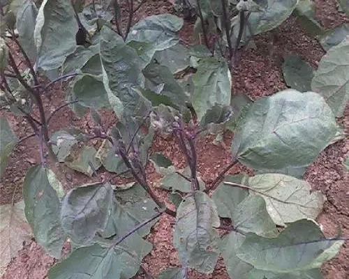 茄子缺鉬,大量元素水溶肥批發(fā)價(jià)格 茄子缺鉬,大量元素水溶肥批發(fā)價(jià)格
