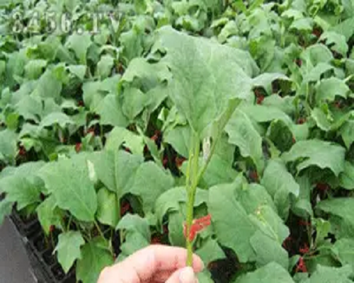茄子老化苗,進(jìn)口沖施肥 茄子老化苗,進(jìn)口沖施肥